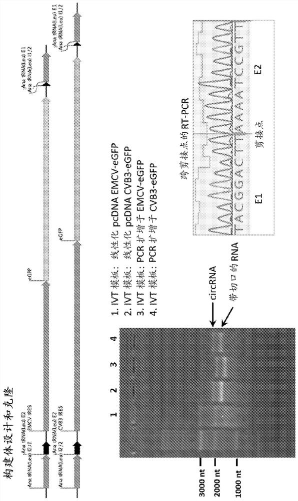 Compositions and methods for TCR reprogramming using fusion proteins