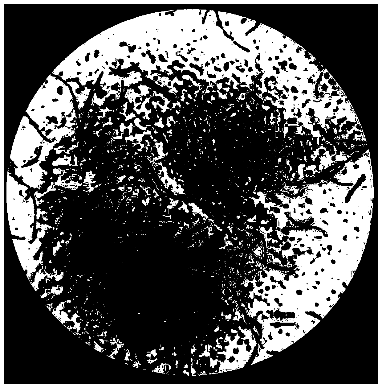 Bacillus strain for degrading aflatoxin b1 and its screening and application