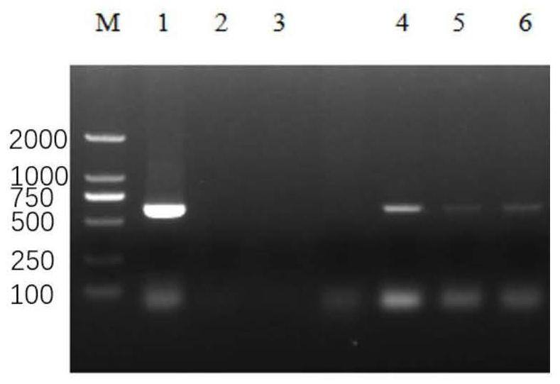 Soybean GmEF1B gene mutant plant as well as preparation method and application thereof