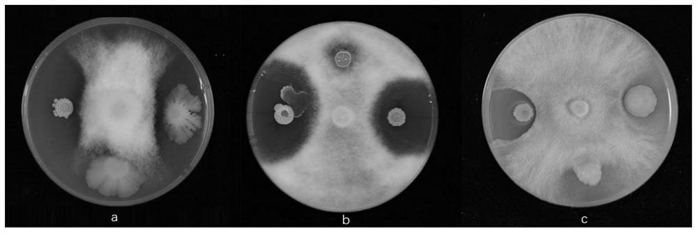 Bacillus velesi ljbv19 and its application
