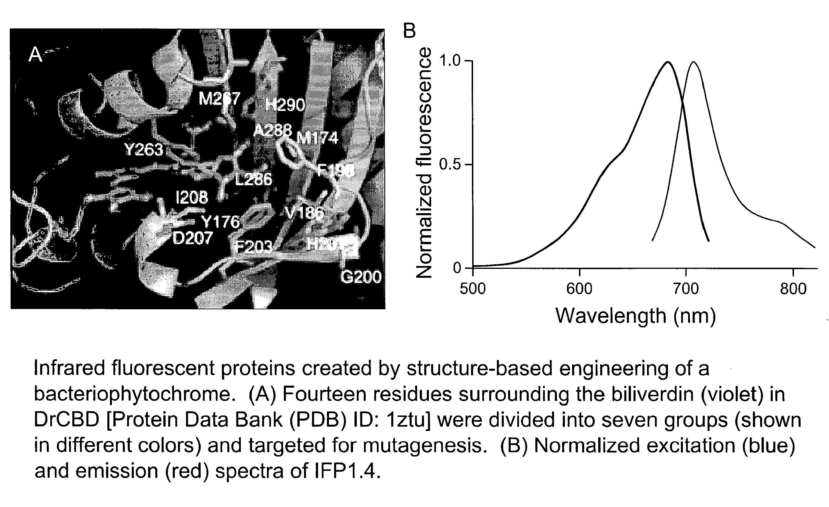 Proteins that fluoresce at infrared wavelengths or generate singlet oxygen upon illumination