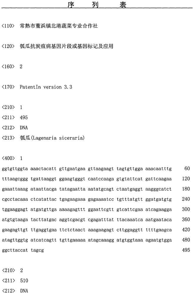 Bottle gourd anti-anthracnose gene fragments or gene markers, and applications thereof