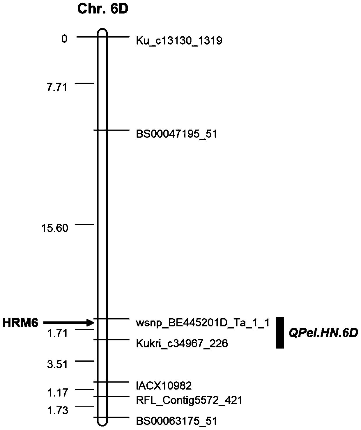 Molecular marker closely linked with wheat heading degree QTL QPel.HN.6D and application thereof