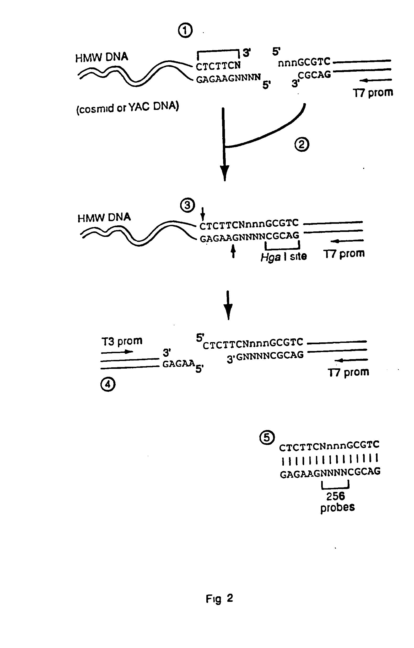 Capturing sequences adjacent to type-IIS restriction sites for genomic library mapping