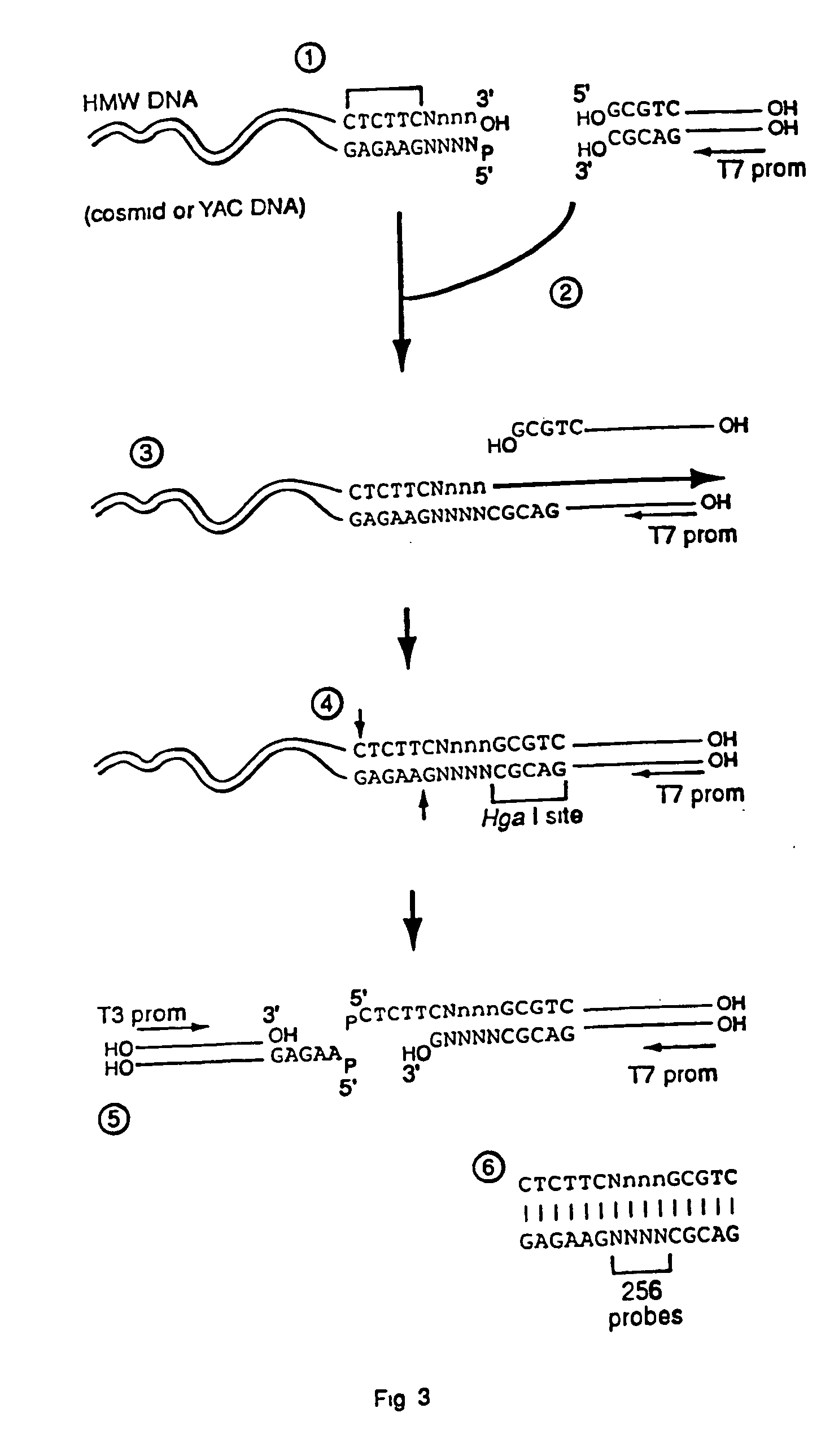 Capturing sequences adjacent to type-IIS restriction sites for genomic library mapping