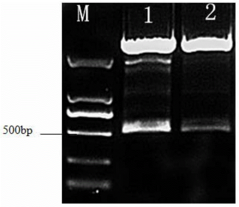 Primers for obtaining genes of bovine interferon alpha and preparation method for recombinant bovine interferon alpha