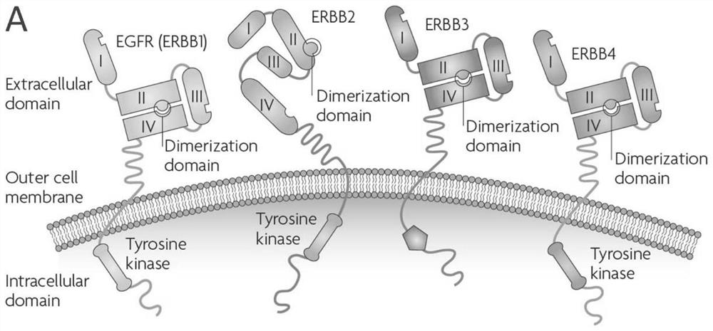 ERBB2 epitope peptide bound to E9 antibody