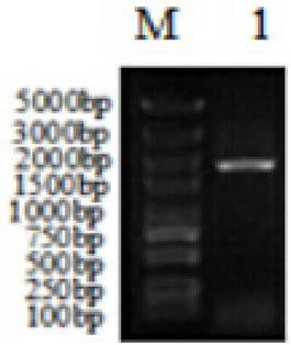 Composite promoter and application thereof in increasing yield of 3-hydroxypropionic acid of Klebsiella pneumoniae