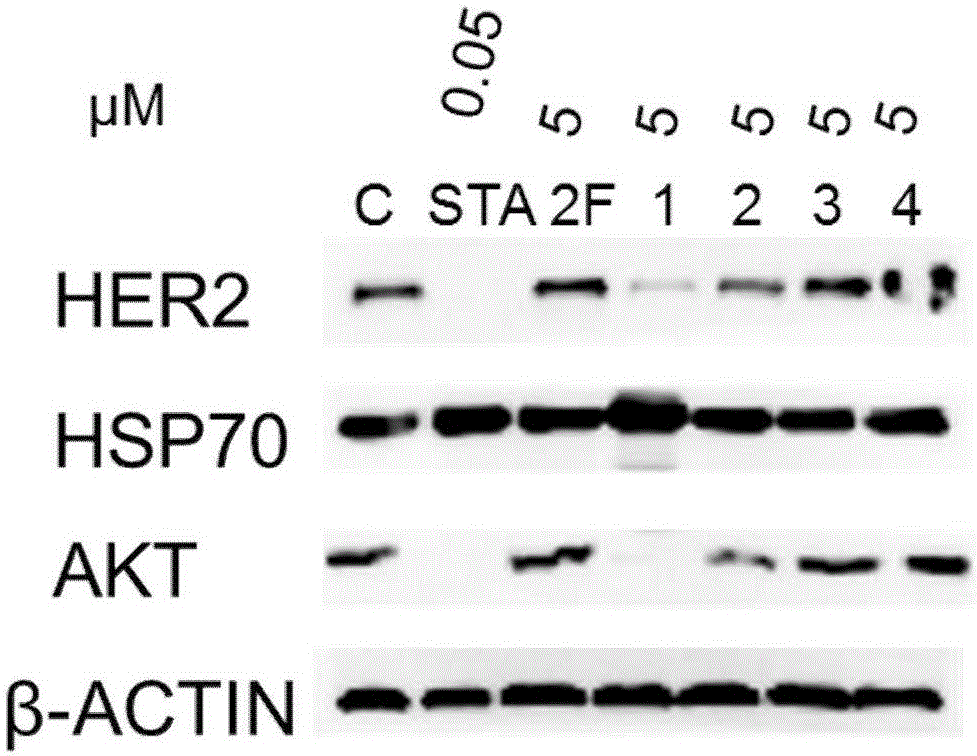 Application of 3,5-(E)-diarylmethylene-N-cyclopropyl piperidin-4-one compounds as Hsp90 depressant