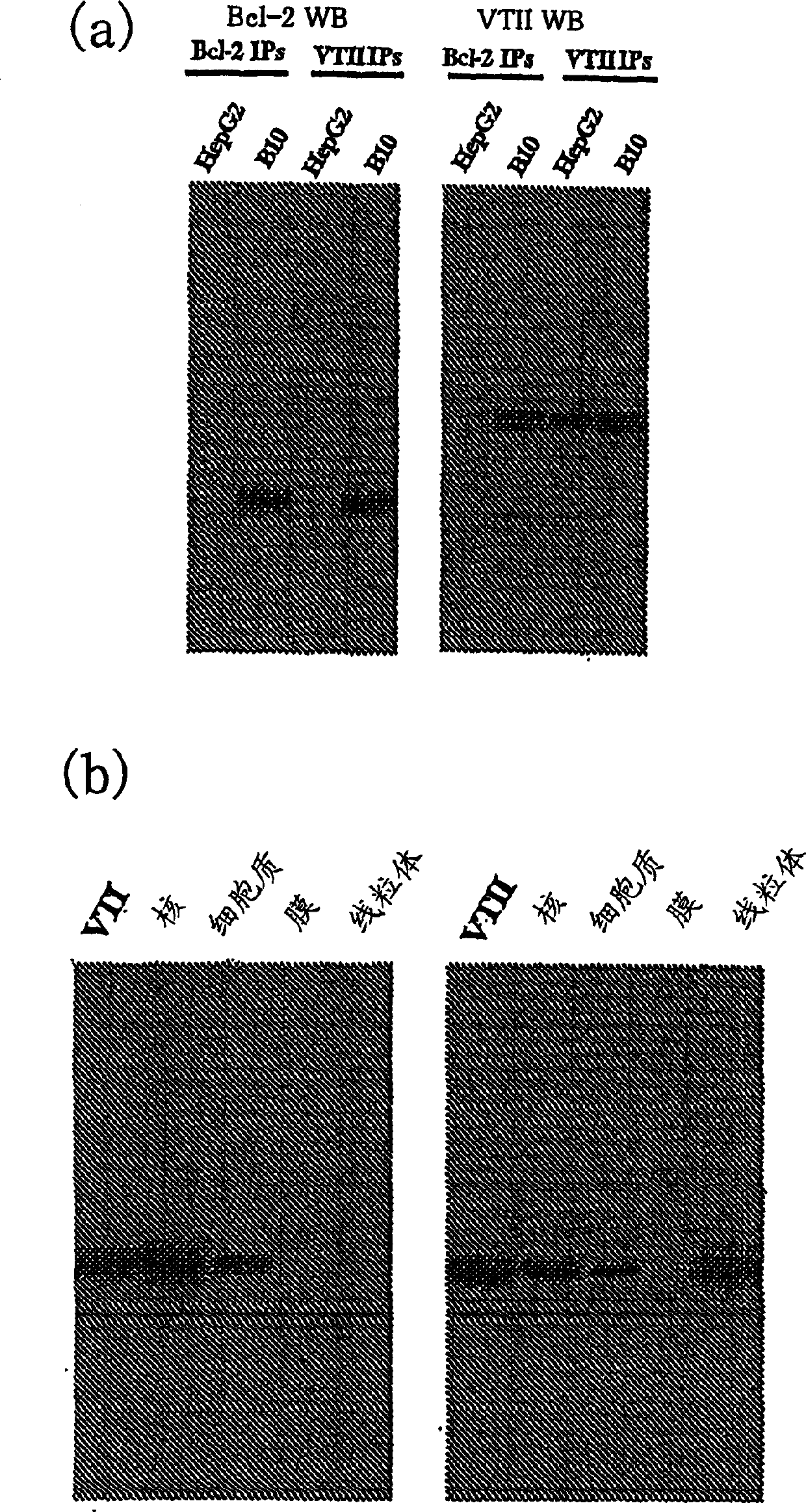 Method of anticipating interaction between proteins