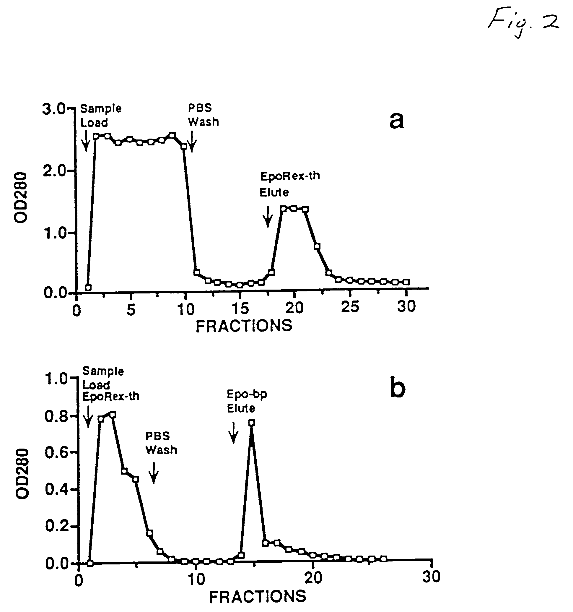 Purified human erythropoietin receptor protein fragment and antibodies derived therefrom