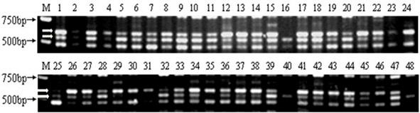 Primers and method for quickly distinguishing orange varieties