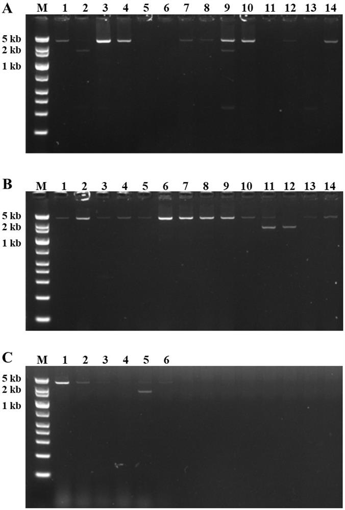 Method for constructing thermophilic mycelia strain with high homologous recombination efficiency and application of thermophilic mycelia strain