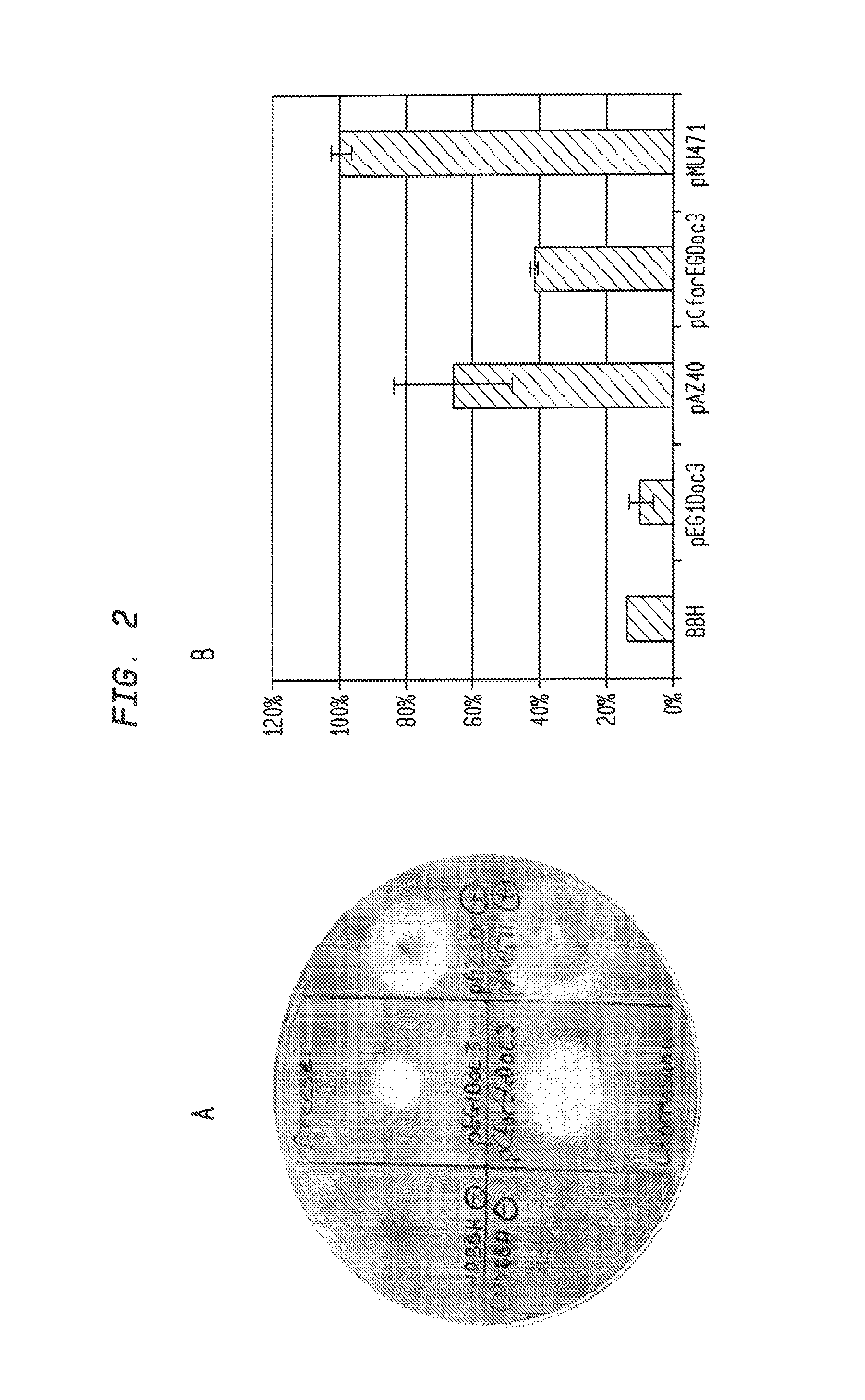 Yeast cells expressing an exogenous cellulosome and methods of using the same