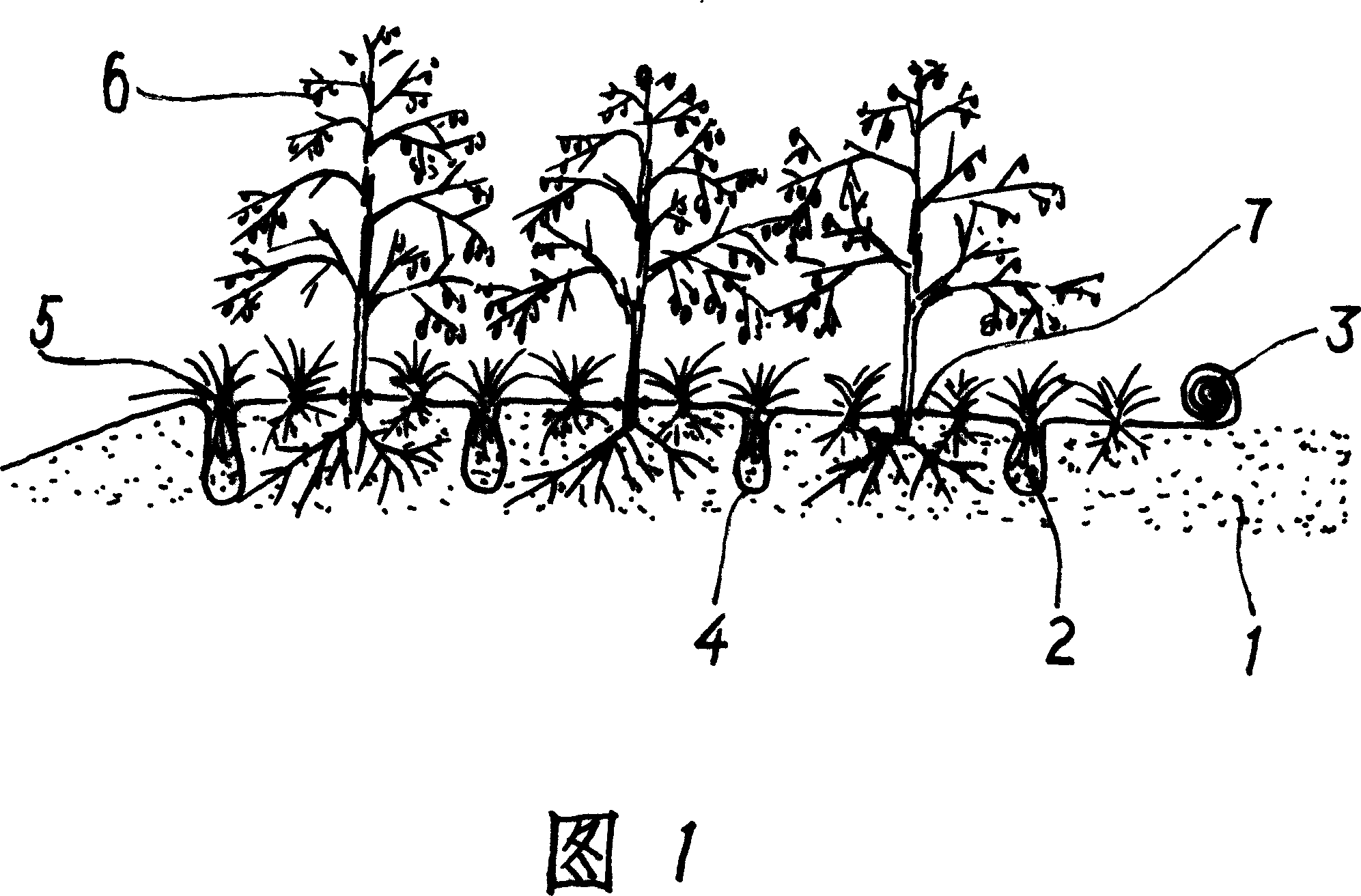 Method for sand prevention and binding and greening with coverlay