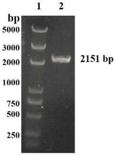 Glucomannanase encoding gene and enzyme, preparation and application thereof