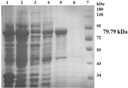 Glucomannanase encoding gene and enzyme, preparation and application thereof