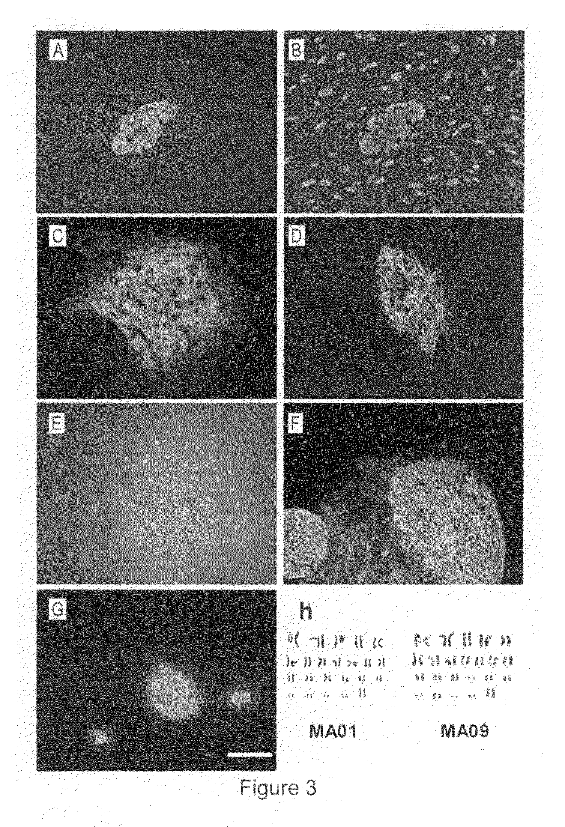 Derivation of embryonic stem cells and embryo-derived cells