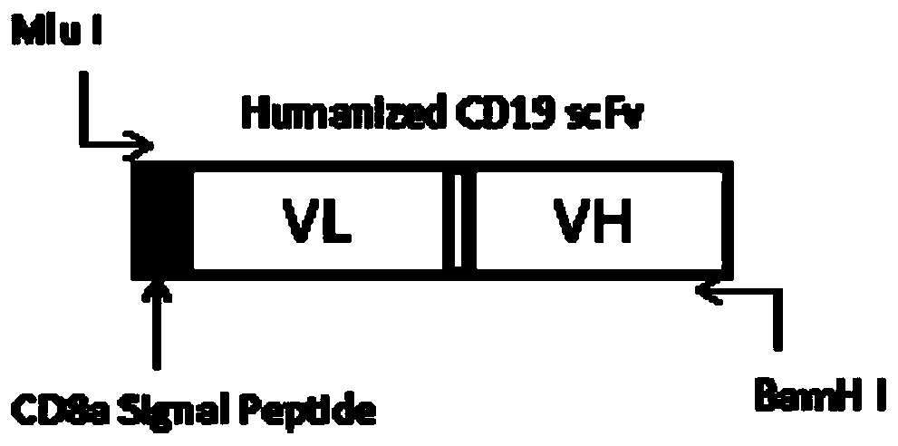 Targeted CD19 humanized scFv chimeric antigen recepter T cell and preparation method and application