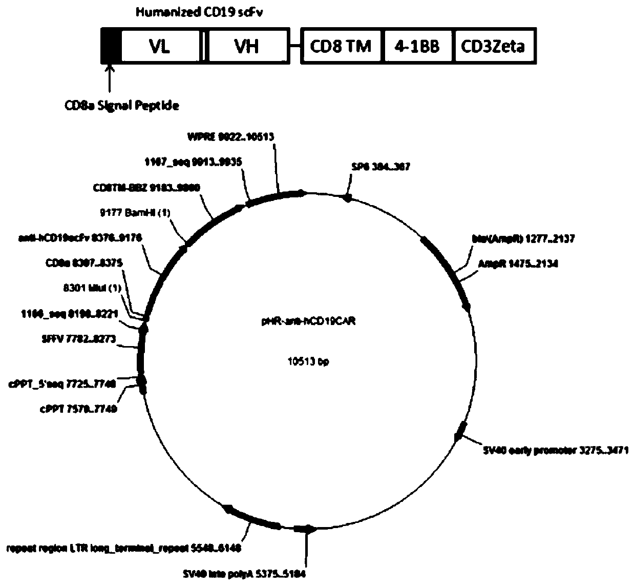 Targeted CD19 humanized scFv chimeric antigen recepter T cell and preparation method and application