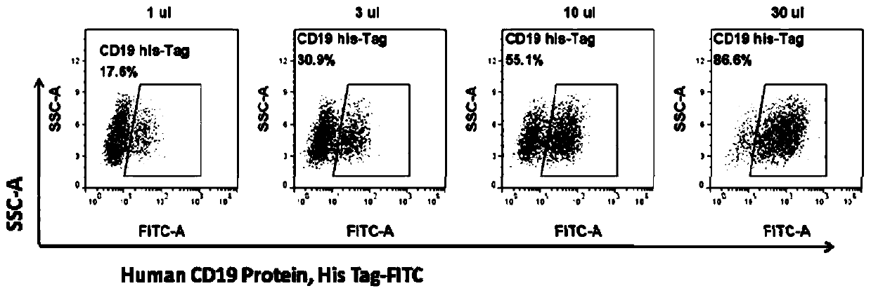 Targeted CD19 humanized scFv chimeric antigen recepter T cell and preparation method and application