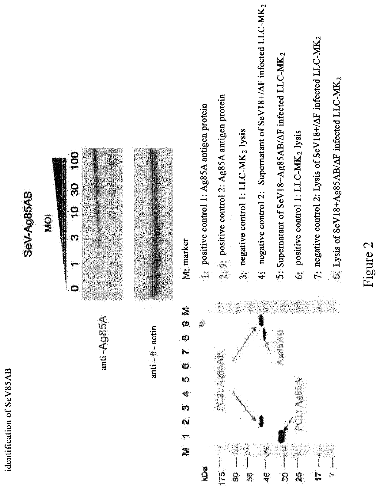 Anti-<i>Mycobacterium tuberculosis </i>vaccine using sendai virus as vector