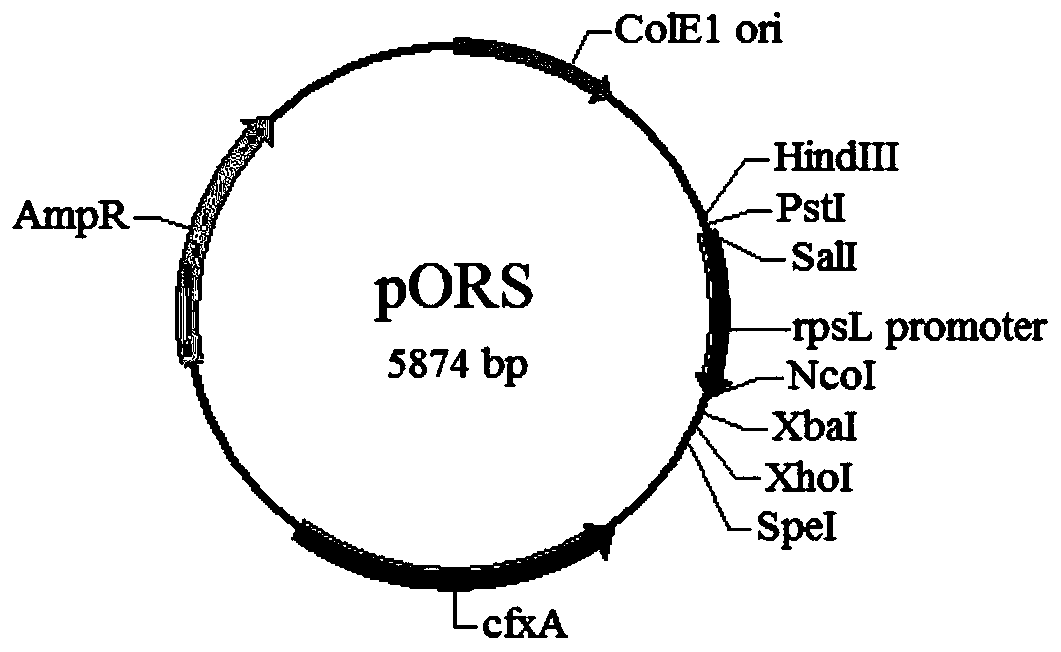 The rpsl mutant gene of Riemerella anatipestifer and its application