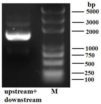 The rpsl mutant gene of Riemerella anatipestifer and its application