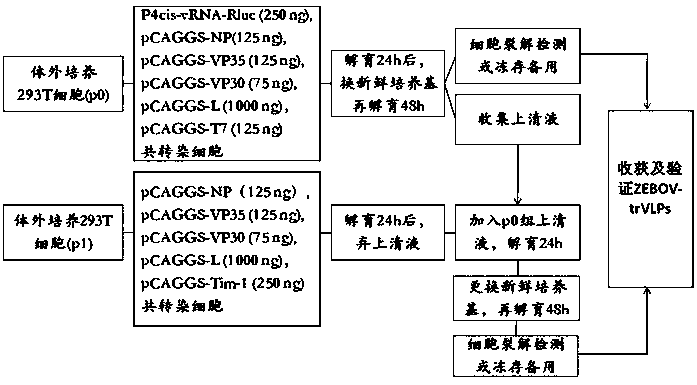 Anti-Ebola virus vp40 protein monoclonal antibody g7a6 and its application