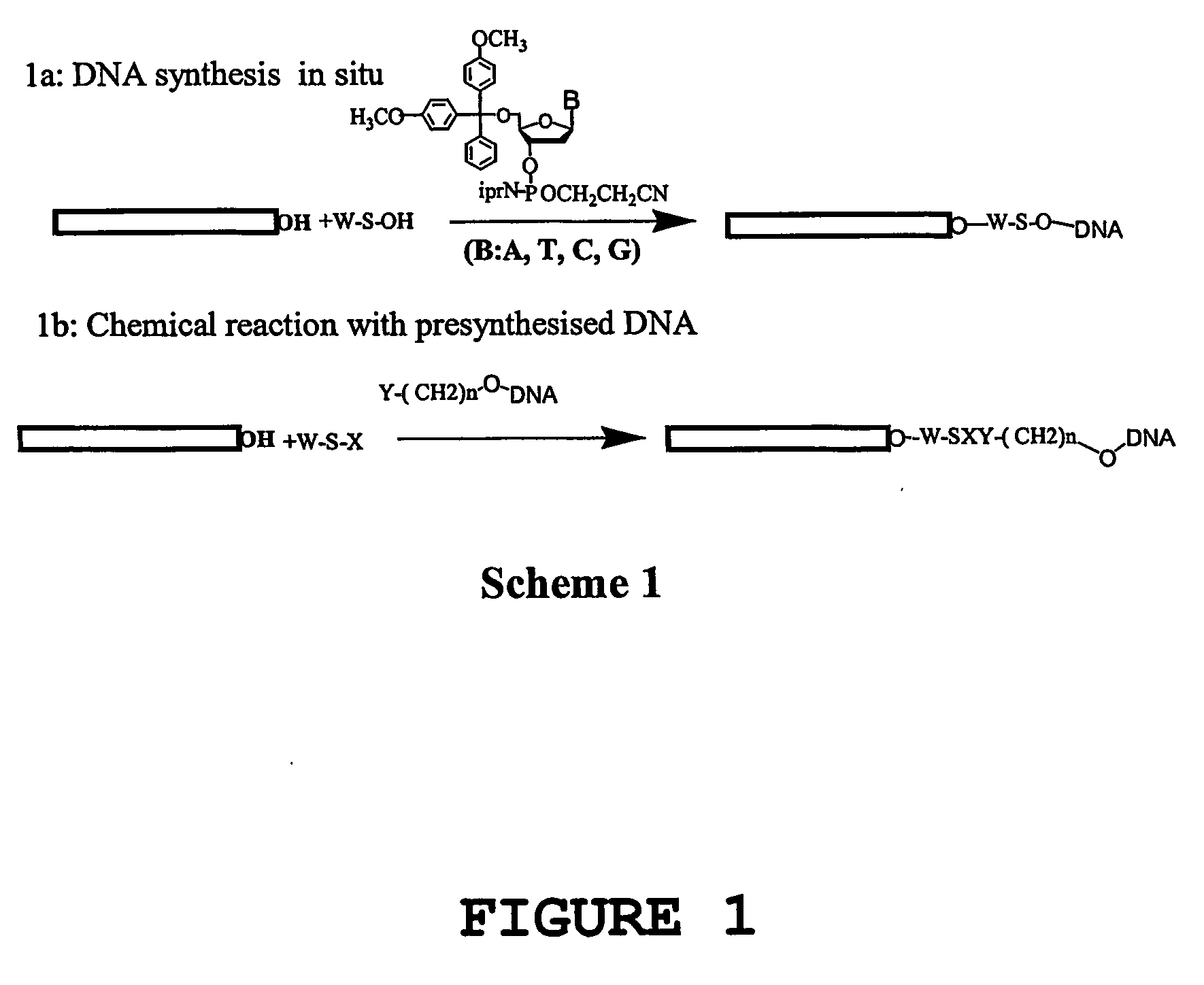 Methods for the chemical and physical modification of nanotubes, methods for linking the nanotubes, methods for the directed positioning of nanotubes, and uses thereof