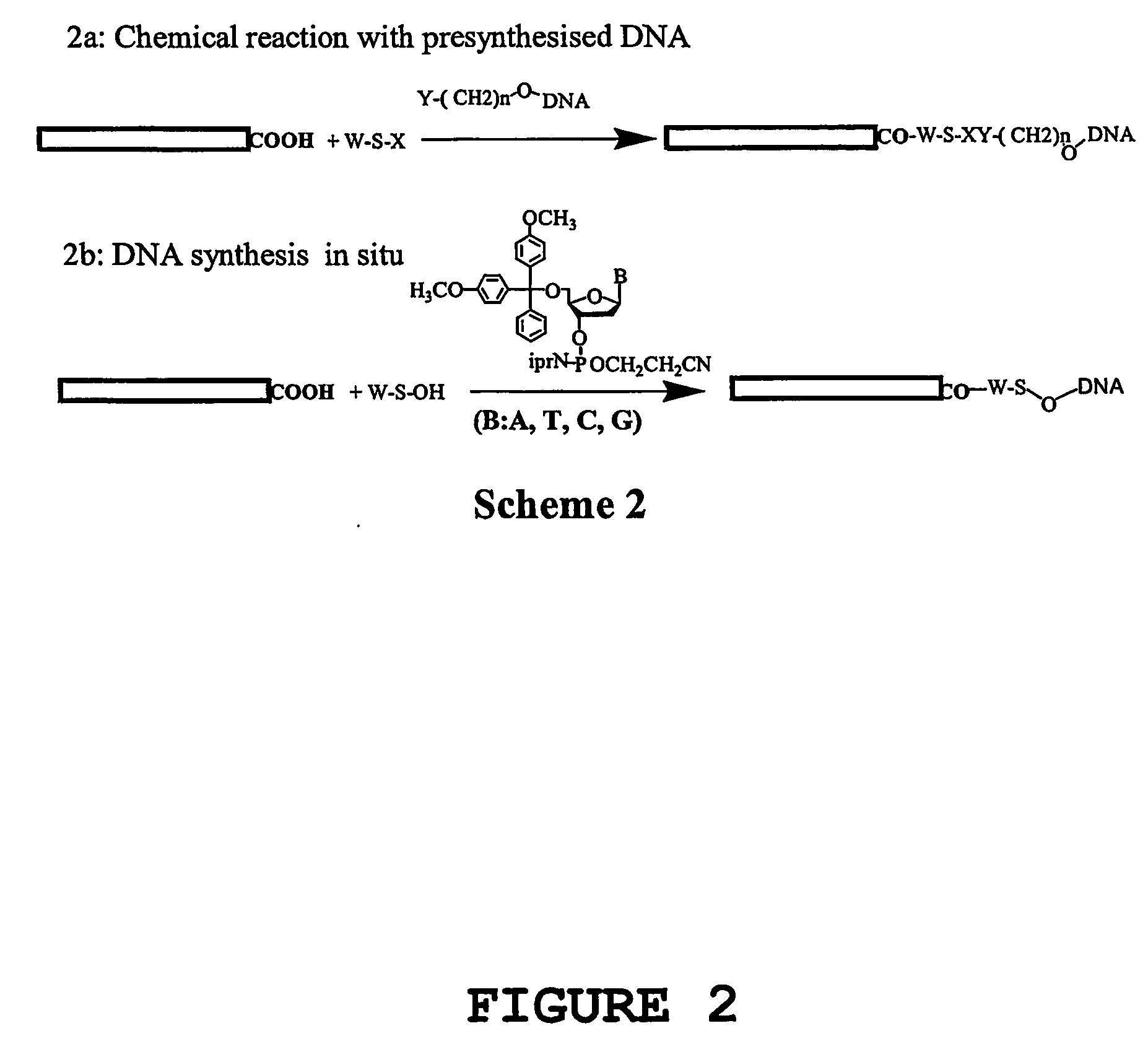 Methods for the chemical and physical modification of nanotubes, methods for linking the nanotubes, methods for the directed positioning of nanotubes, and uses thereof