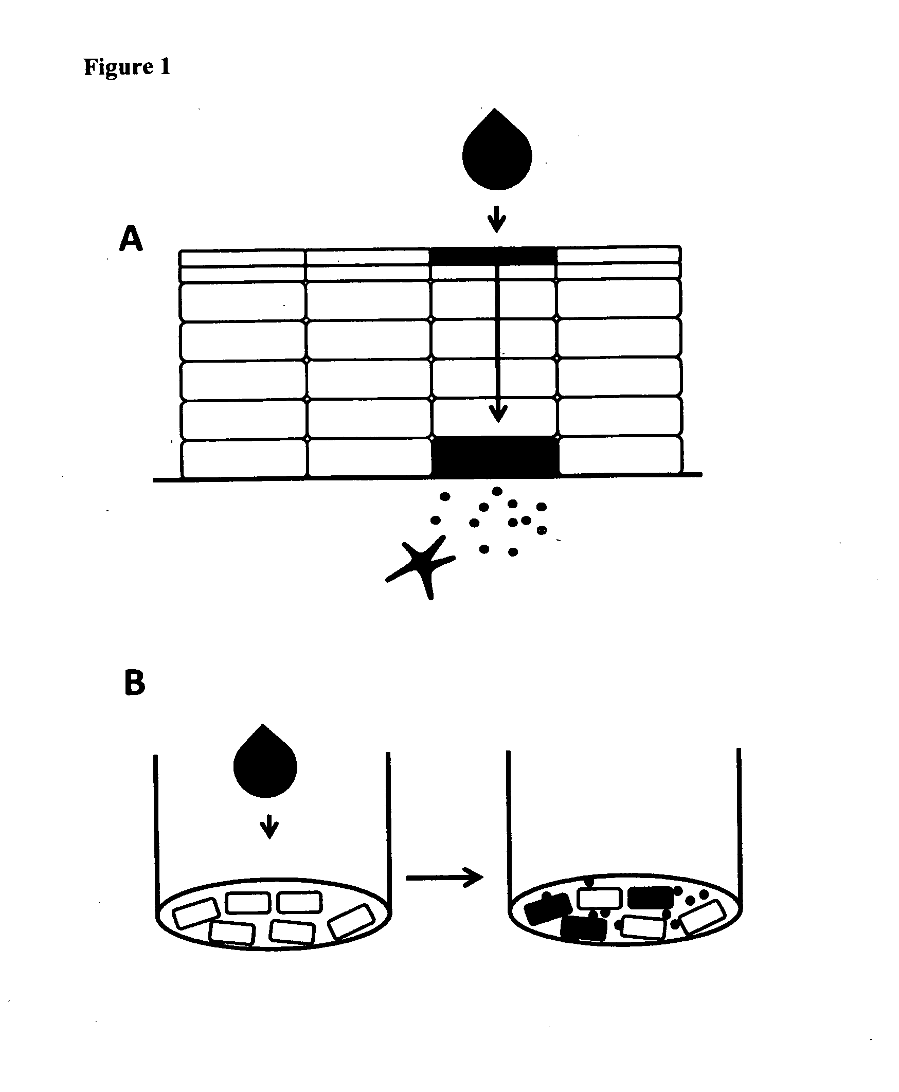 Method for screening the sensitizing properties of chemical compounds