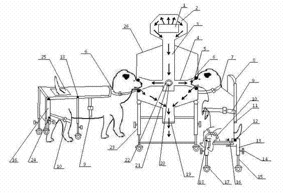 Sitting canoidea animal oro-nasal respiration experimental equipment