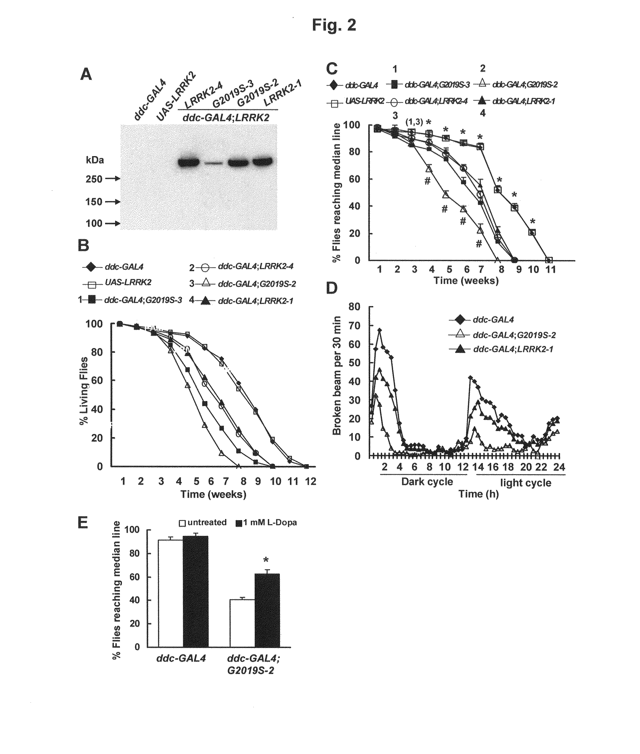Leucine-rich repeat kinase (LRRK2) drosophila model for parkinson's disease: wildtype1 (WT1) and G2019S mutant flies