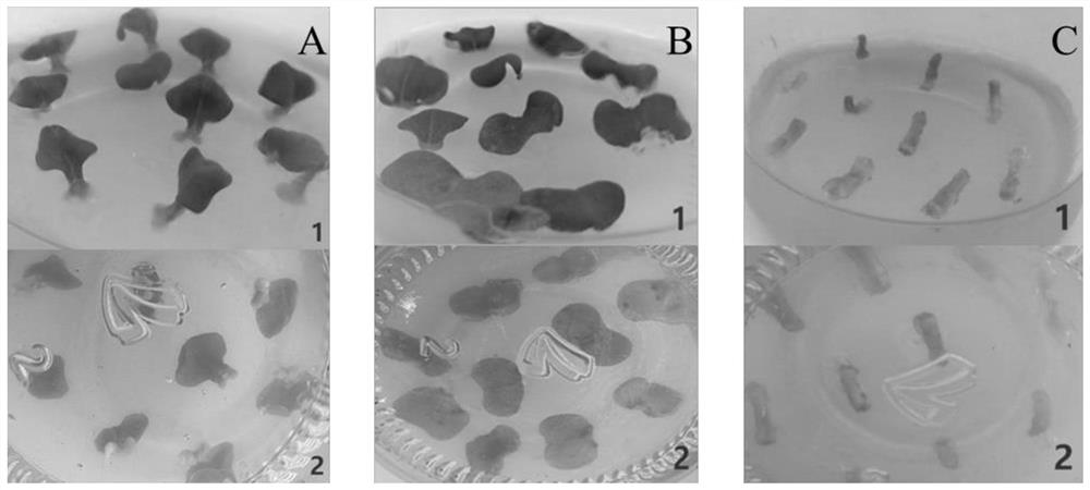 A kind of high-frequency Chinese cabbage isolated tissue culture method