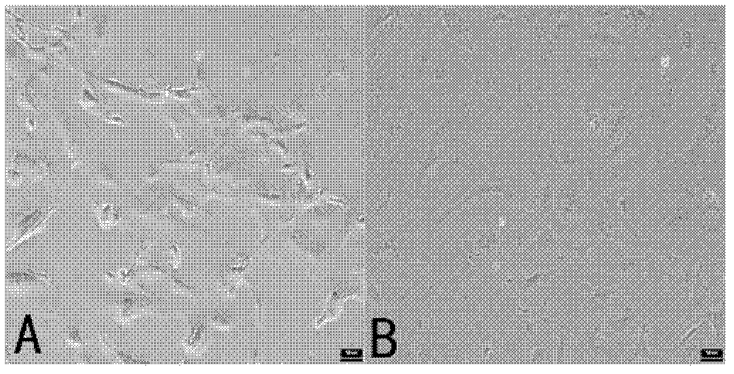 Method for culturing human embryo stem cell by using umbilical cord source mesenchymal stem cell