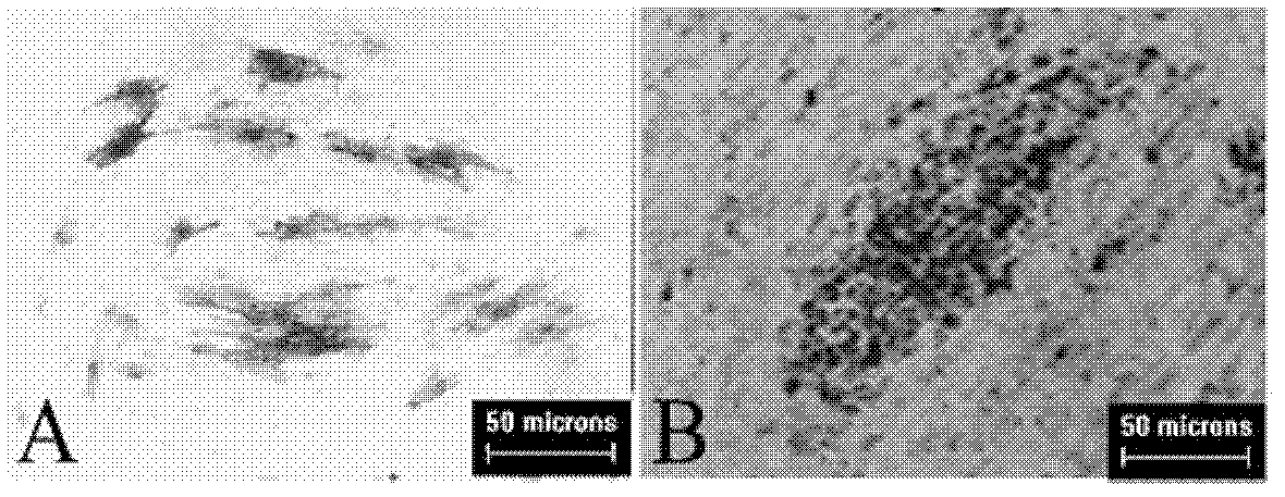 Method for culturing human embryo stem cell by using umbilical cord source mesenchymal stem cell