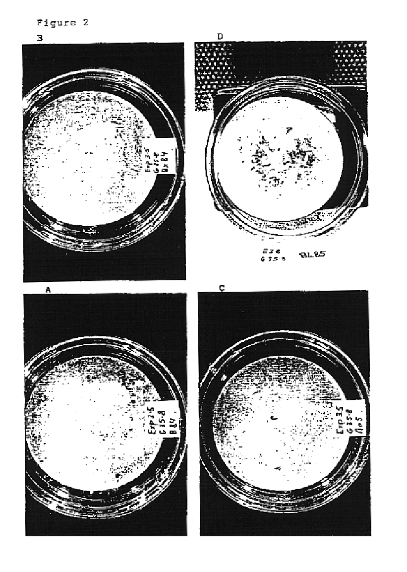 Method for maturation of conifer somatic embryos