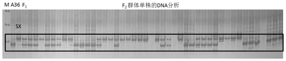 Indel molecular marker gyIndel3 closely linked with all-female characters of chieh-qua and application of Indel molecular marker gyIndel3