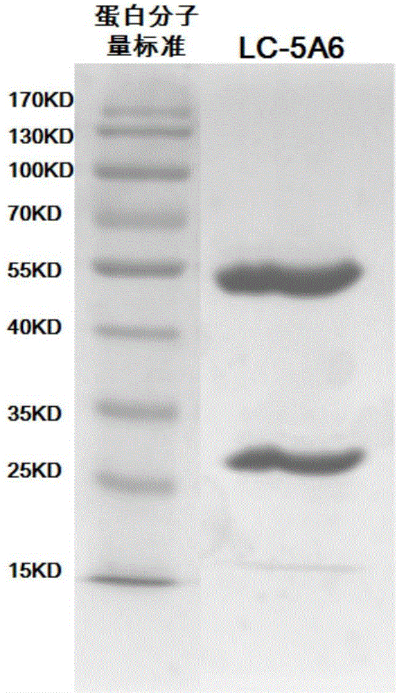 Anti-human-lung-cancer-stem-cell monoclonal antibody