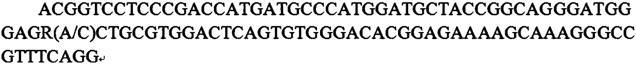 MTHFR (methylenetetrahydrofolate reductase) gene fragment as SNP (single-nucleotide polymorphism) molecular marker associated with sow foot-leg bone density