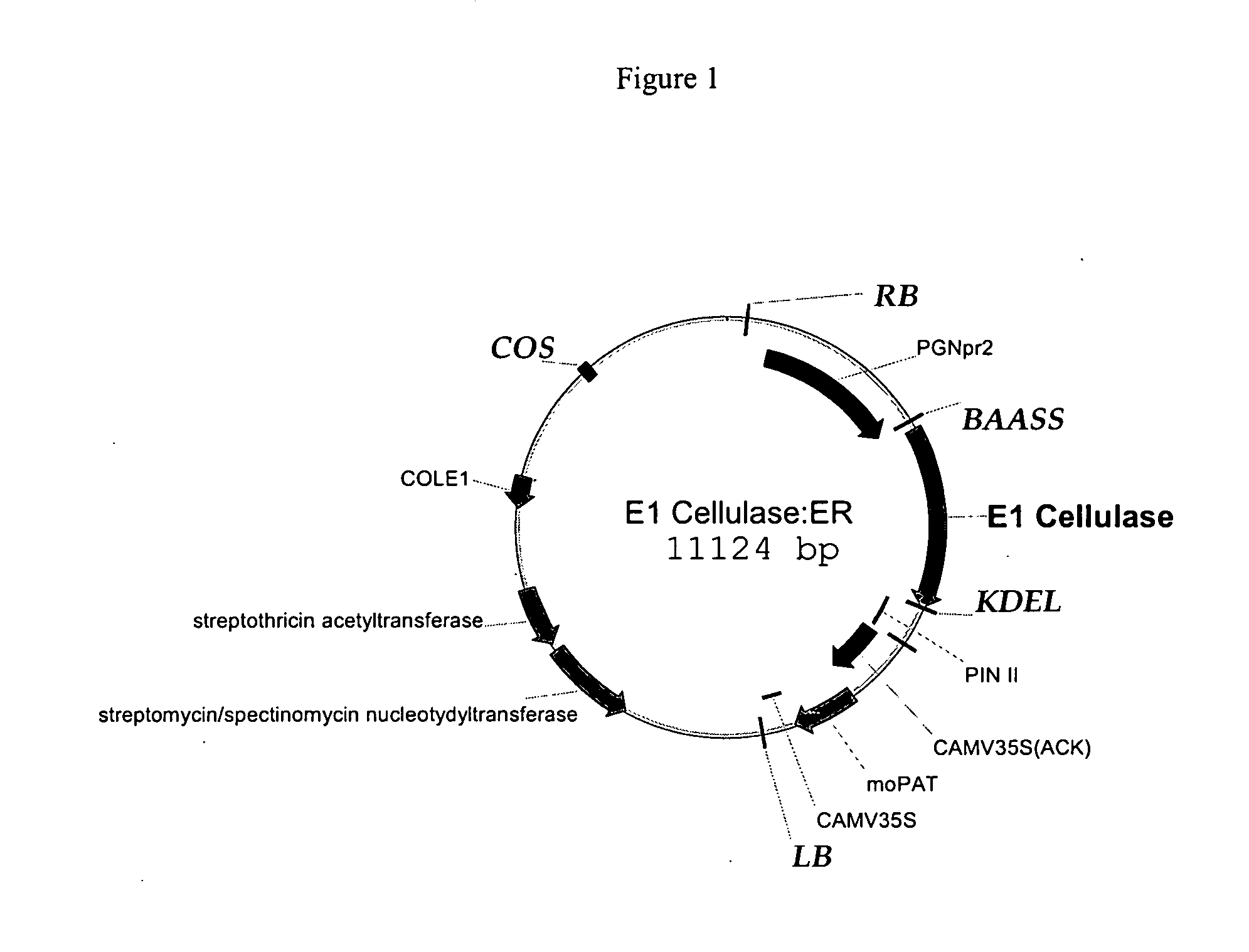 Commercial production of polysaccharide degrading enzymes in plants and methods of using same