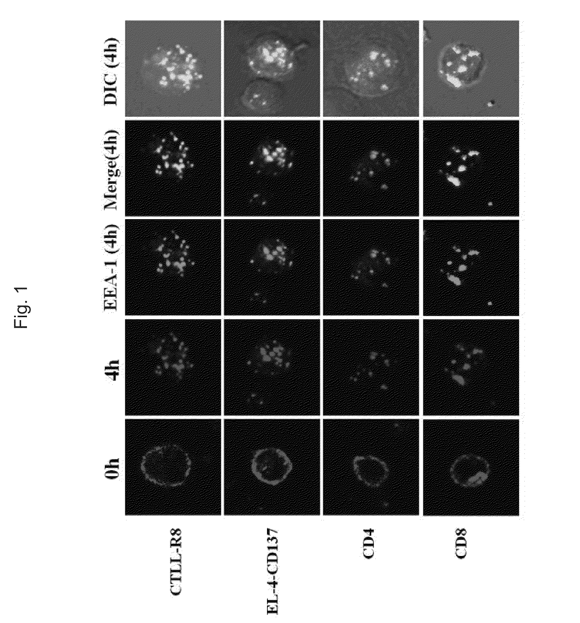 Method for selective depletion of cd137 positive cells using Anti-cd137 antibody-toxin complex