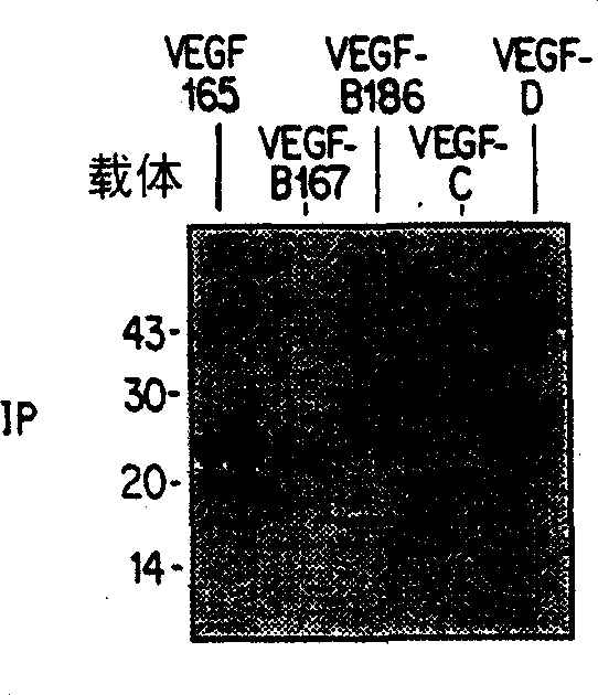 Novel NEUROPILIN/growth factor binding and use thereof