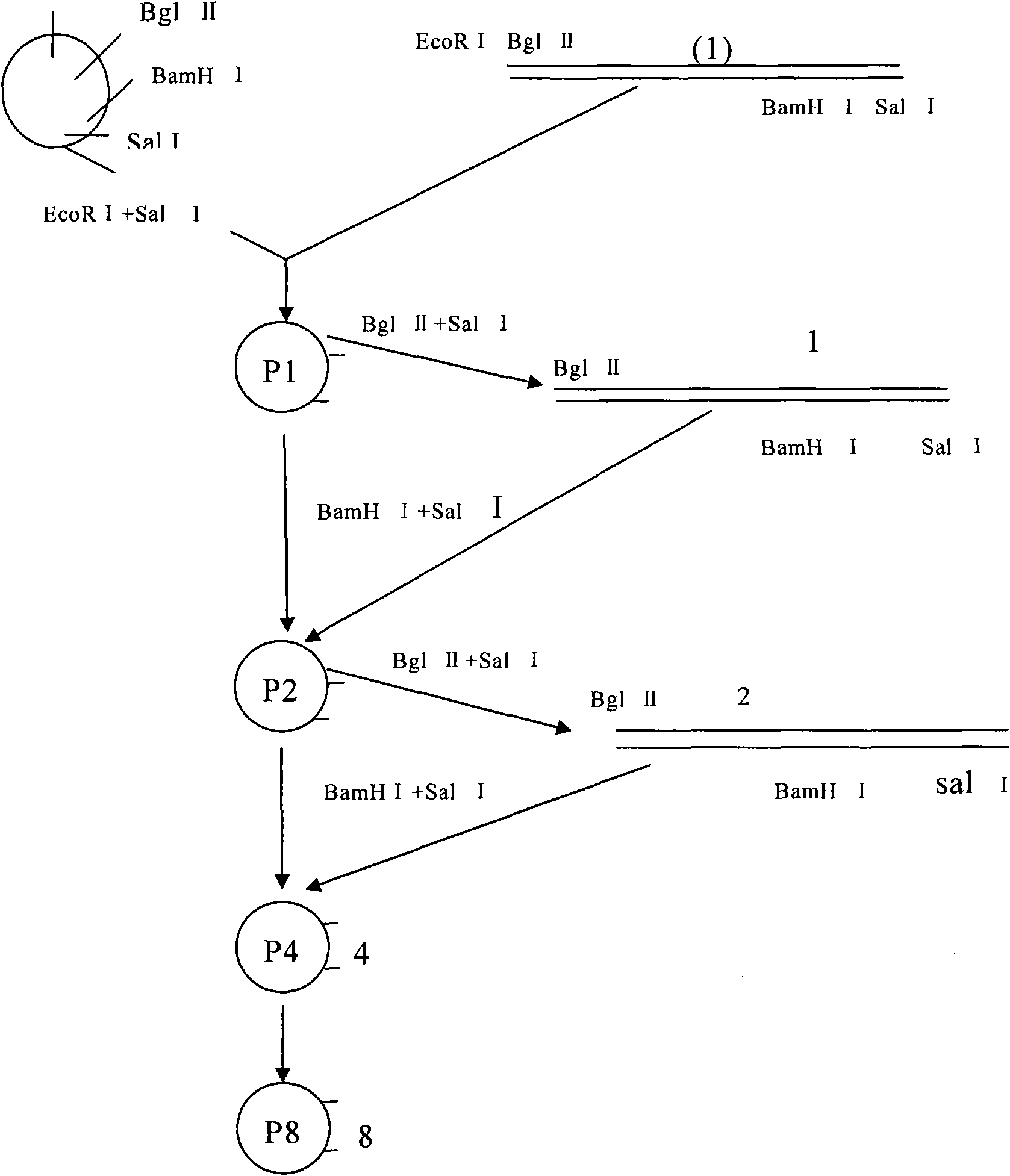 Analogue of glucagon like peptide-1