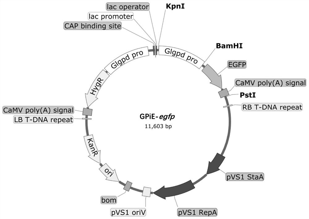 Cas9 protein binary expression vector as well as construction method, application and transformation system thereof