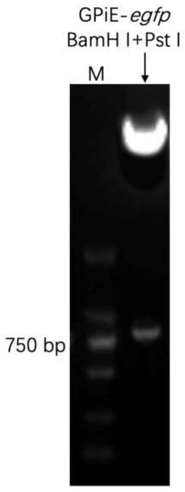 Cas9 protein binary expression vector as well as construction method, application and transformation system thereof