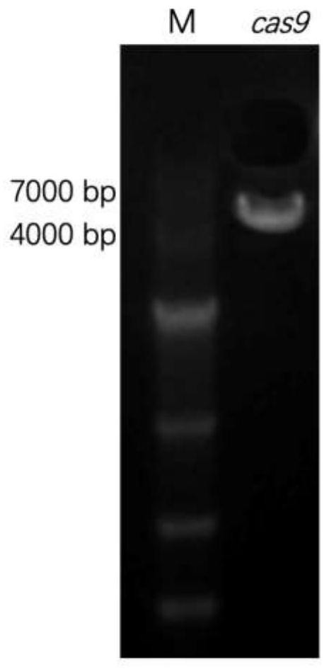 Cas9 protein binary expression vector as well as construction method, application and transformation system thereof