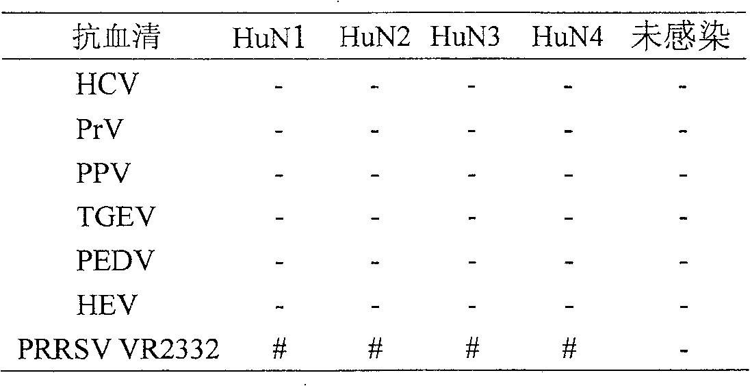 Virus velogen strain for porcine reproductive and respiratory syndrome, attenuated vaccine strain thereof and application thereof