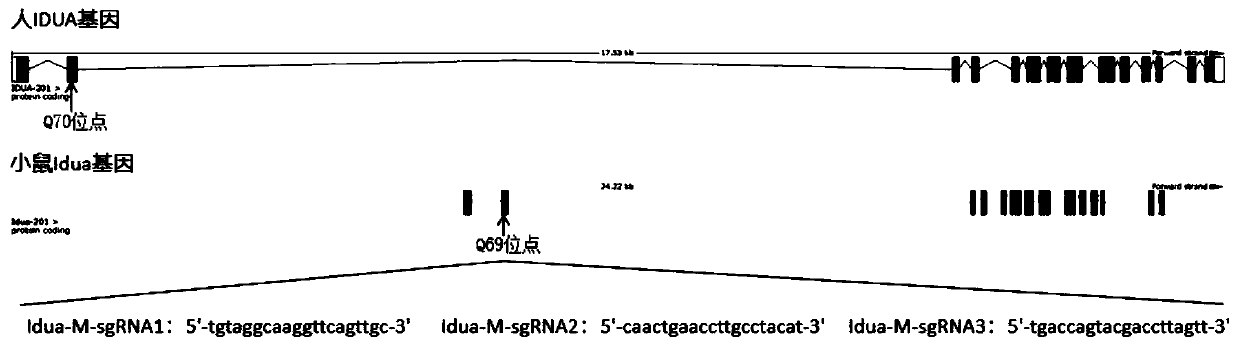 SgRNA guide sequence of specific targeting mouse Idua gene and application thereof